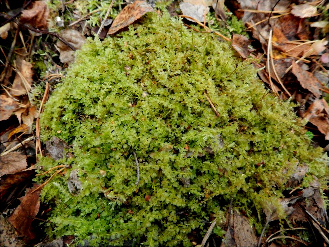 Image of Plagiomnium cuspidatum specimen.