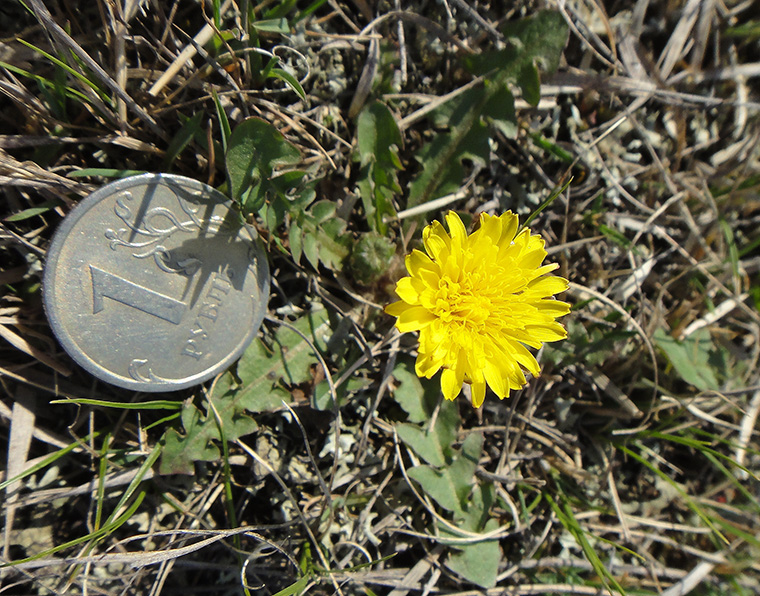 Изображение особи Taraxacum dissectum.