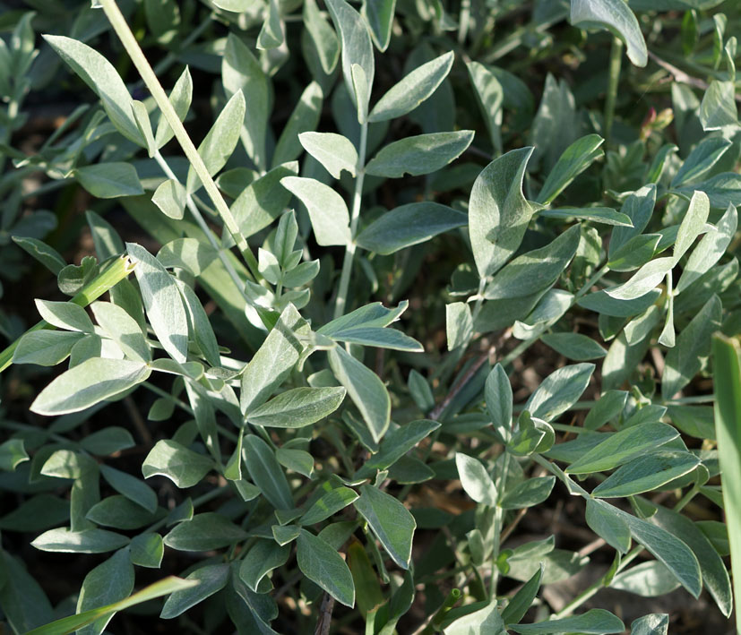 Image of Astragalus schrenkianus specimen.