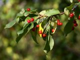 Malus baccata. Ветвь со зрелыми плодами. Кронштадт, парк. 20.09.2009.