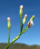 Symphyotrichum graminifolium. Соцветия. Краснодарский край, Сочи, окр. Хосты, рудеральное место. 23.10.2015.