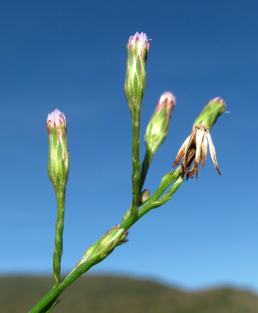 Image of Symphyotrichum graminifolium specimen.