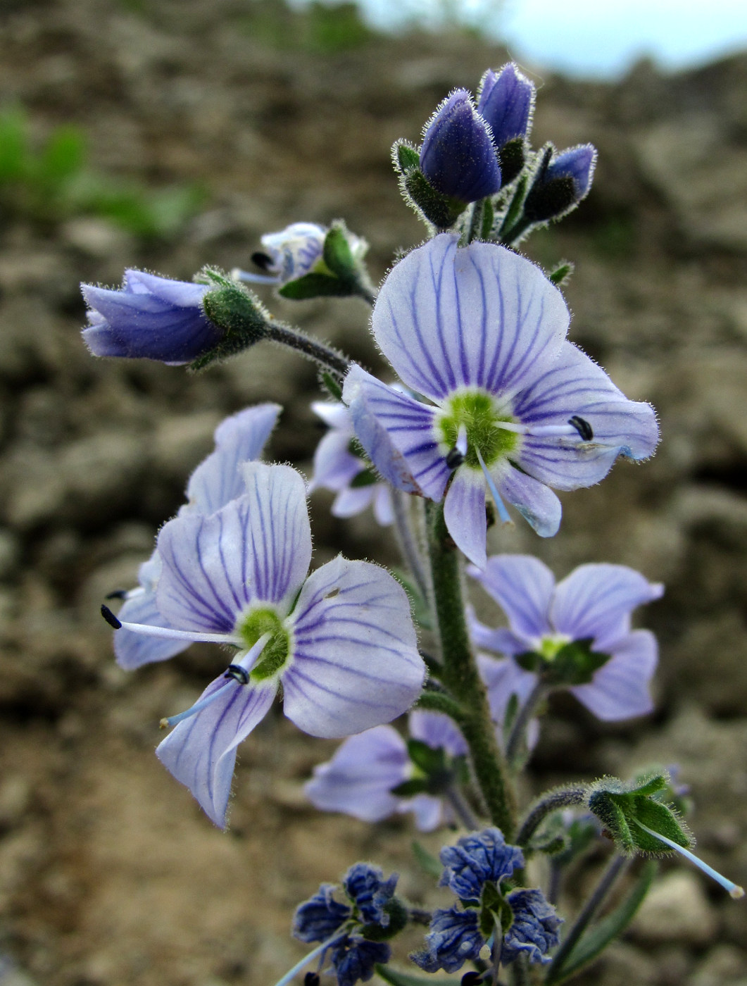 Image of Veronica gentianoides specimen.