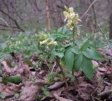 Corydalis marschalliana. Цветущие растения. Краснодарский край, Новороссийский р-н, гора Рябкова, дубово-грабовый лес. 27.03.2015.