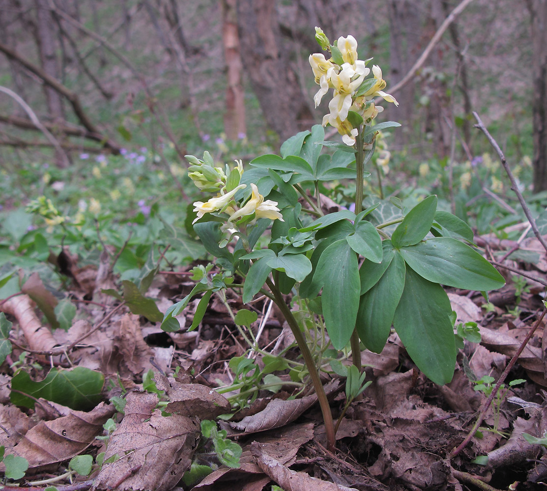 Изображение особи Corydalis marschalliana.