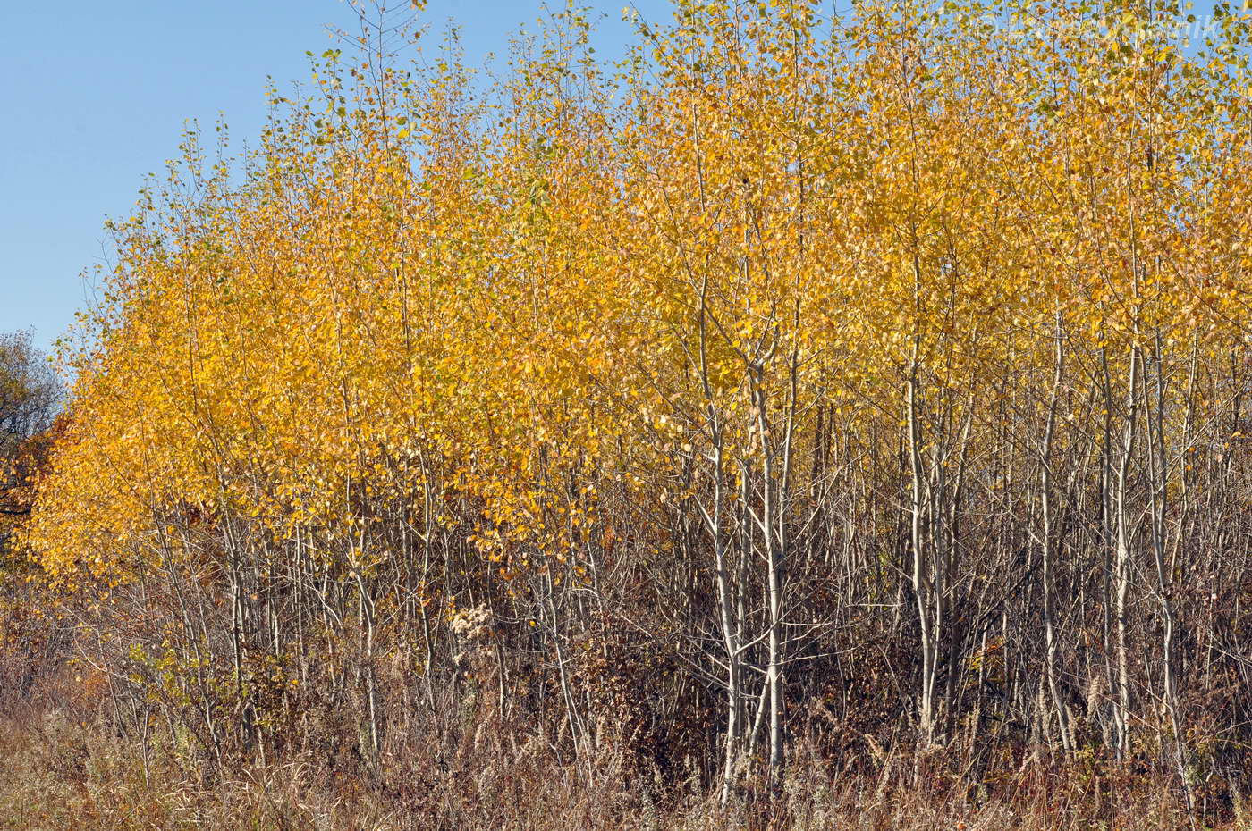 Image of Populus tremula specimen.