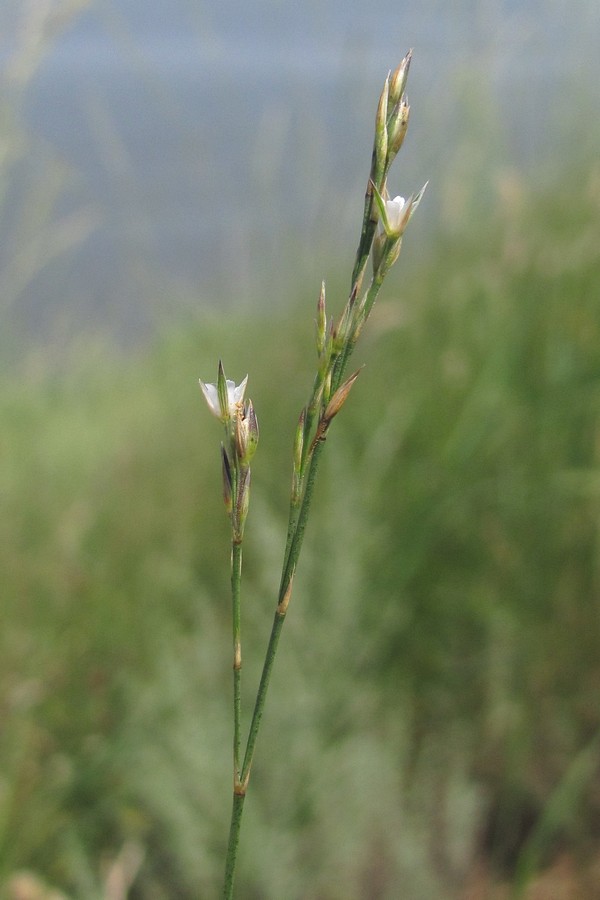 Изображение особи Bufonia parviflora.