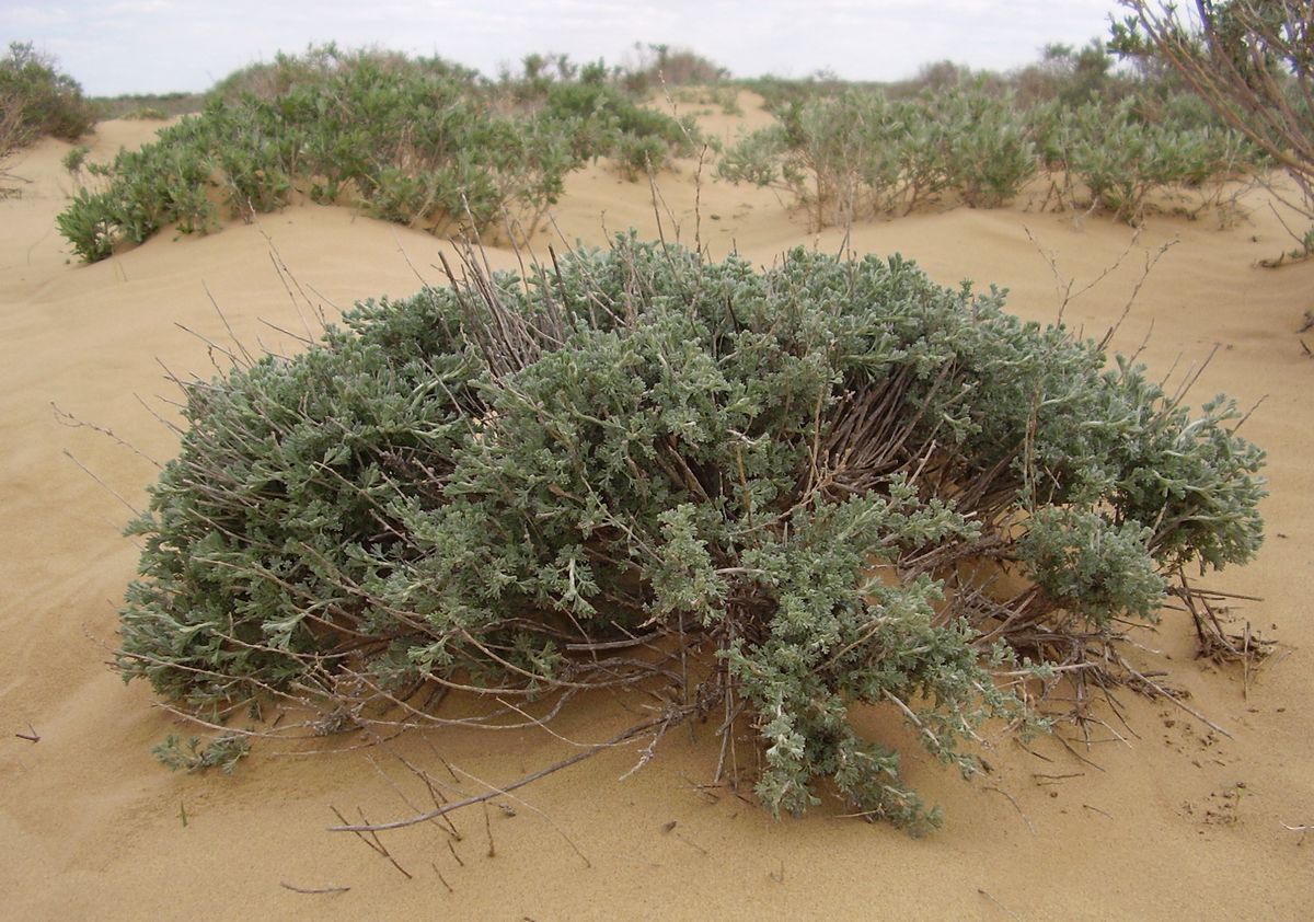 Image of genus Artemisia specimen.