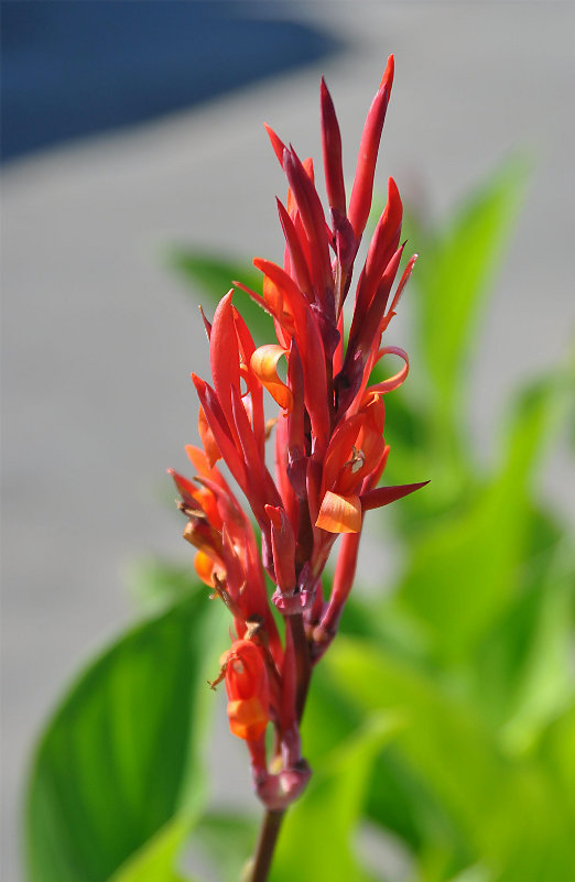 Image of Canna indica specimen.