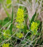 Cruciata laevipes. Верхушка цветущего растения. Карачаево-Черкесия, окр. пос. Архыз, хребет Абишира-Ахуба, ≈ 2200 м н.у.м., субальпийский луг. 17.06.2015.