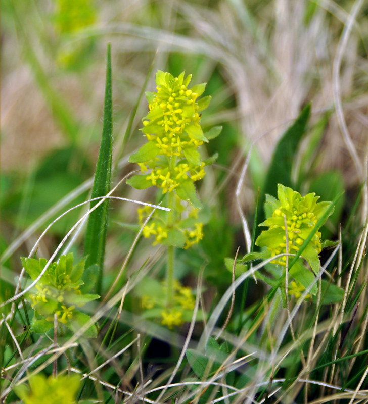 Image of Cruciata laevipes specimen.