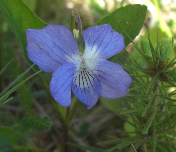 Image of Viola canina specimen.