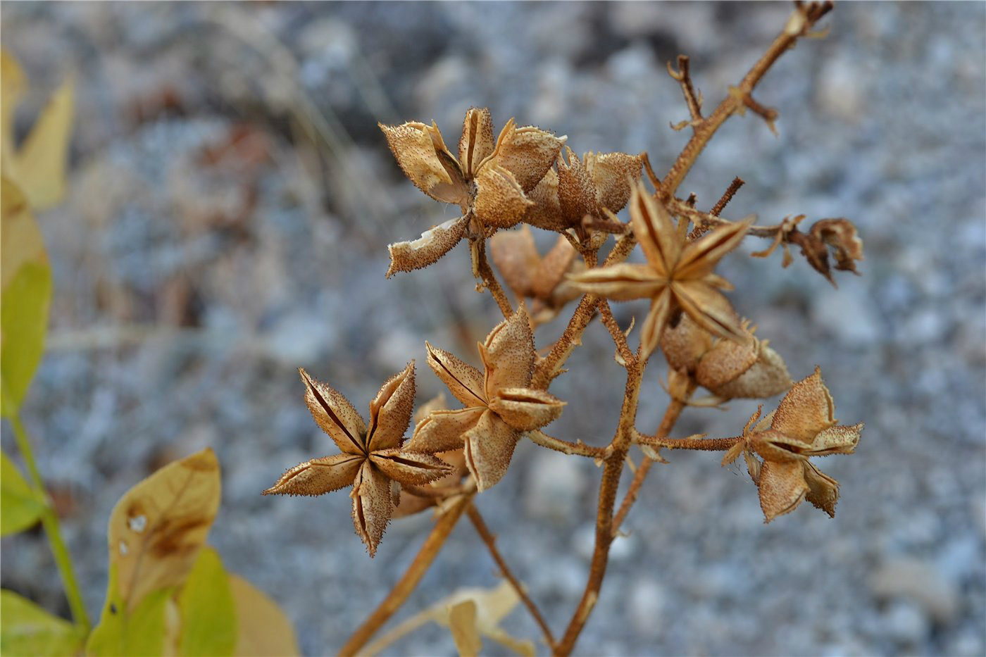 Изображение особи Dictamnus gymnostylis.