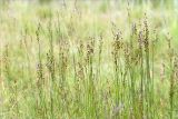 Juncus atrofuscus. Верхушки плодоносящих растений. Мурманская обл., с. Княжая Губа, побережье Кандалакшского зал. Белого моря, каменистая супралитораль. 26.07.2015.