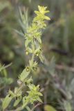 Sideritis montana