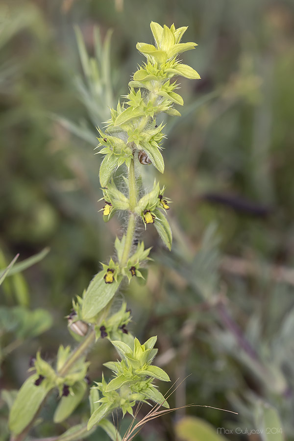 Image of Sideritis montana specimen.