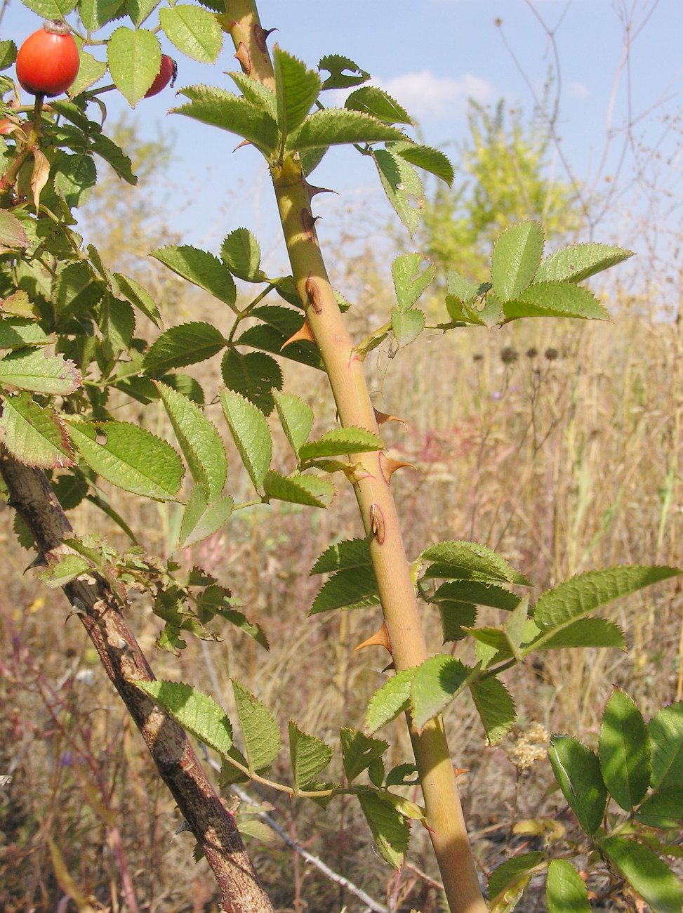 Image of Rosa corymbifera specimen.