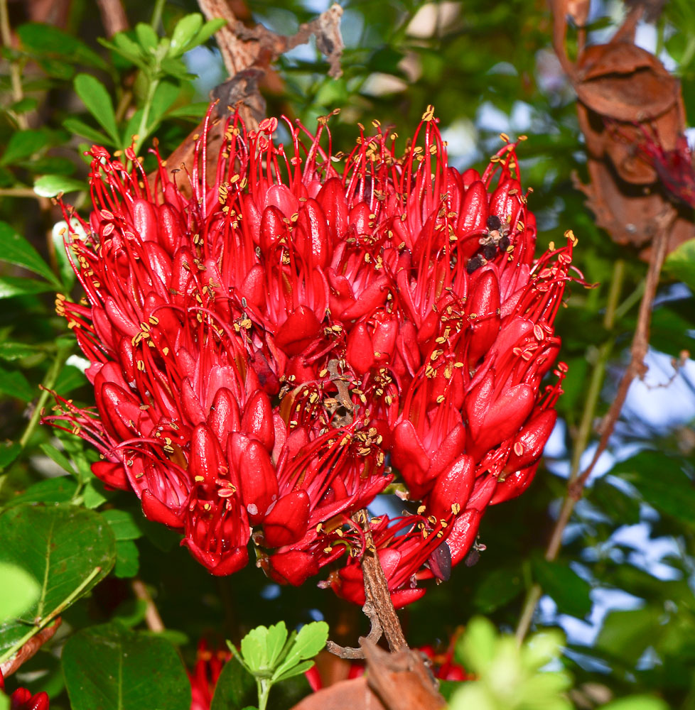 Image of Schotia brachypetala specimen.