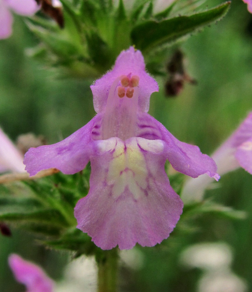 Изображение особи Galeopsis ladanum.