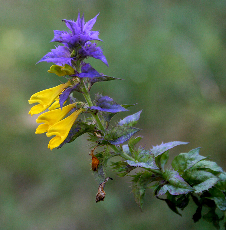 Изображение особи Melampyrum nemorosum.