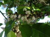 Pongamia pinnata