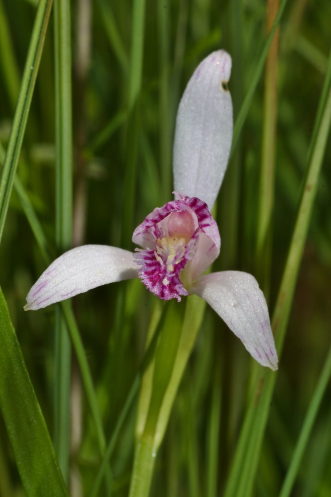 Изображение особи Pogonia japonica.