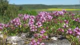 genus Thymus