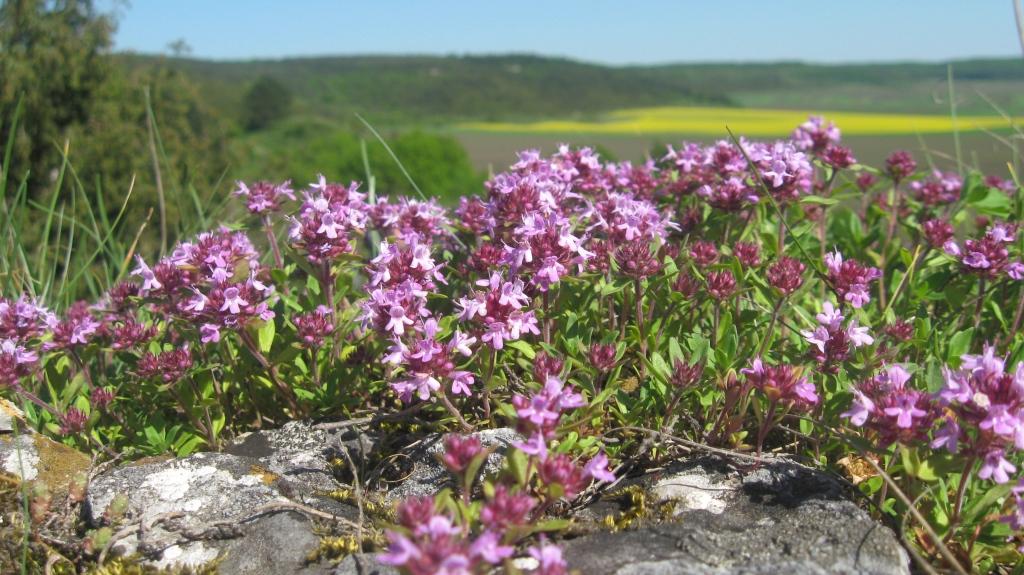 Изображение особи род Thymus.