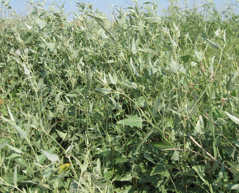 Image of Atriplex micrantha specimen.