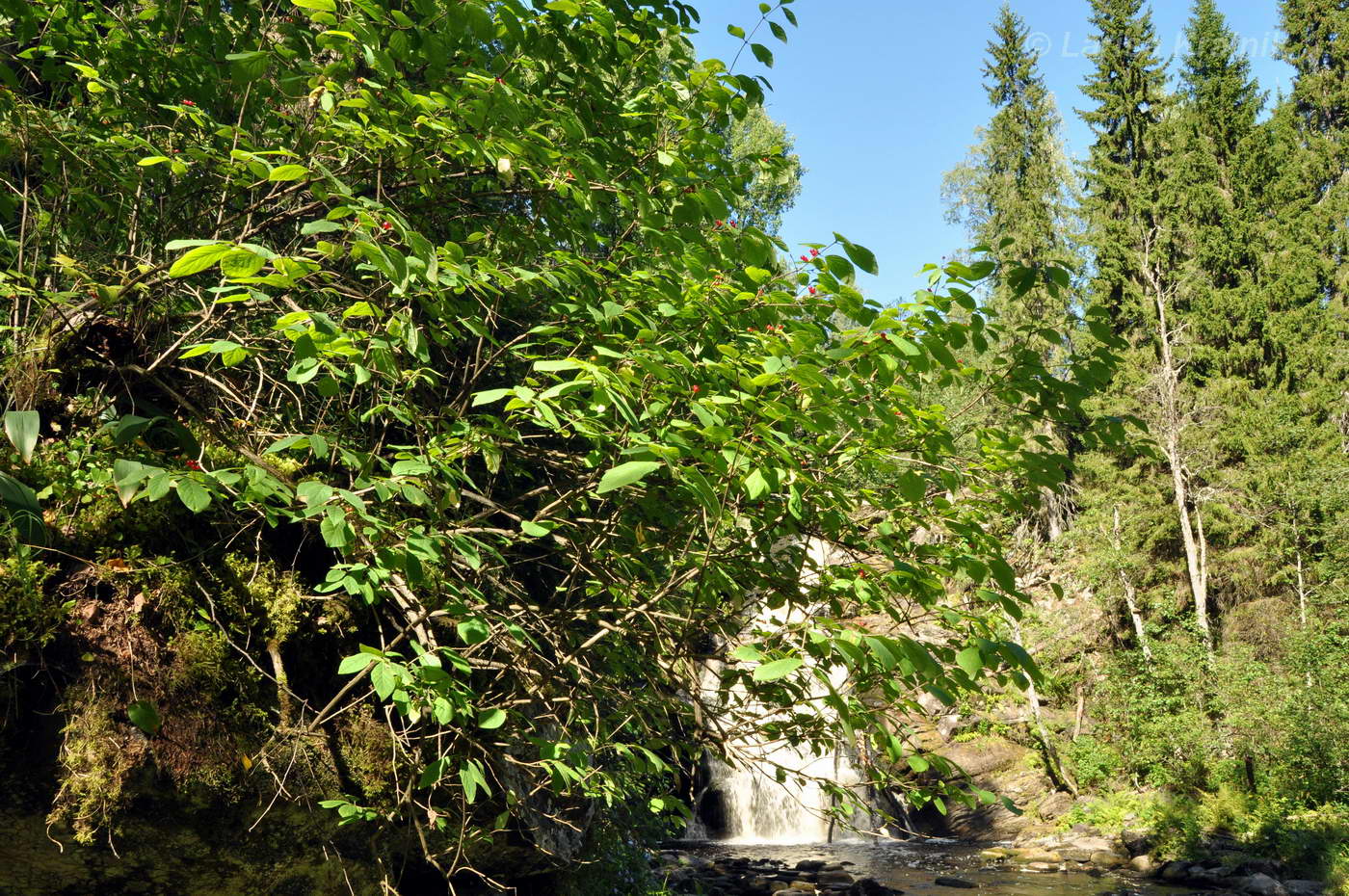 Image of Lonicera xylosteum specimen.