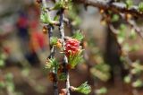 Larix sibirica