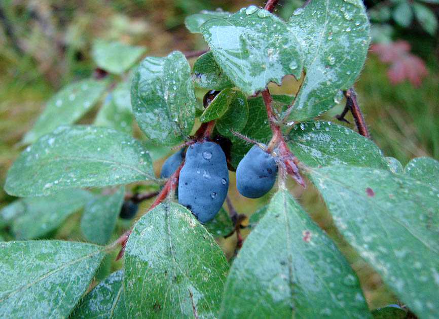 Image of Lonicera pallasii specimen.