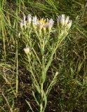 Image of taxon representative. Author is Тамара Риб