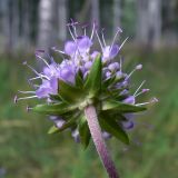 Succisa pratensis. Соцветие (вид со стороны обёртки). Свердловская обл., г. Екатеринбург, окр. пос. Шабровский, берёзовый лес. 15.08.2015.