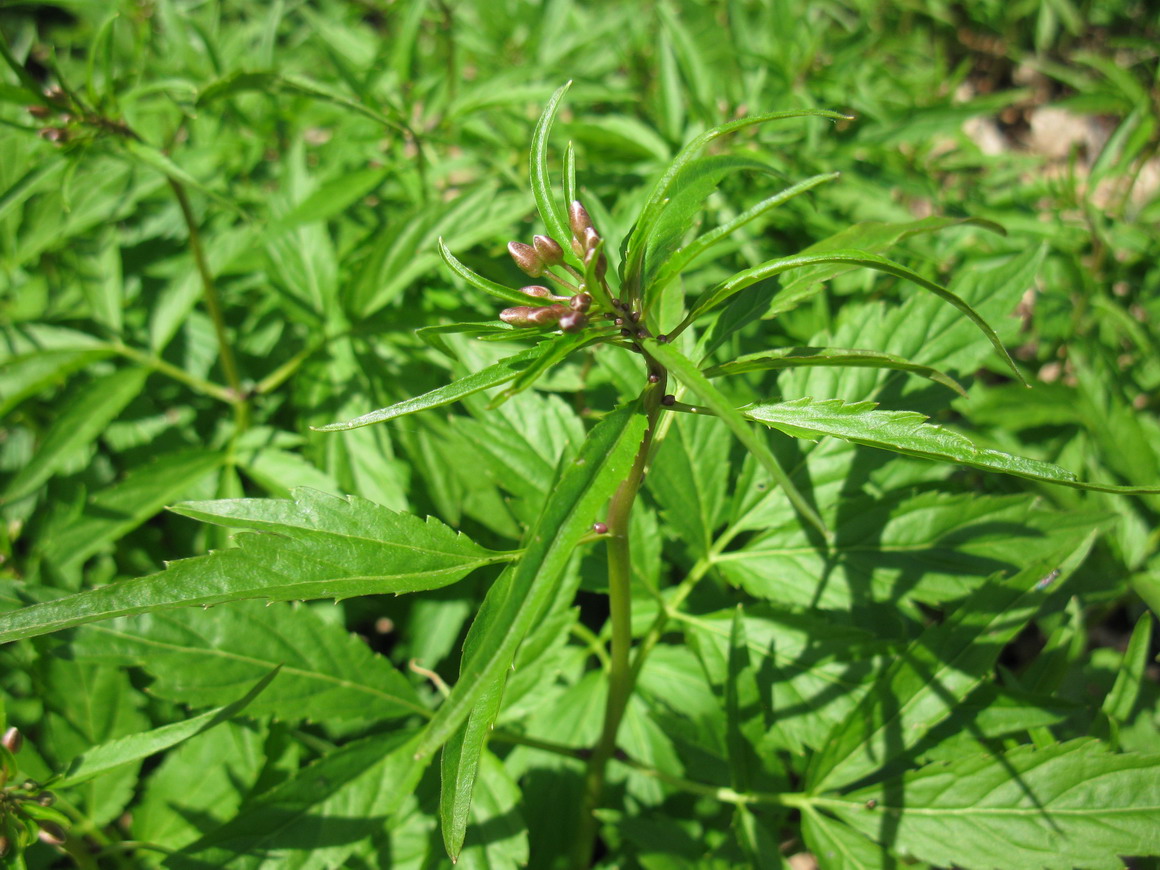 Image of Cardamine bulbifera specimen.