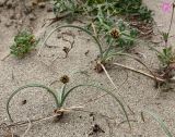 Cyperus capitatus