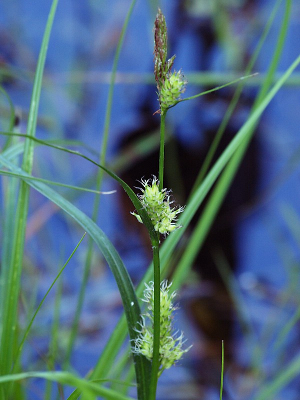 Image of Carex hirta specimen.