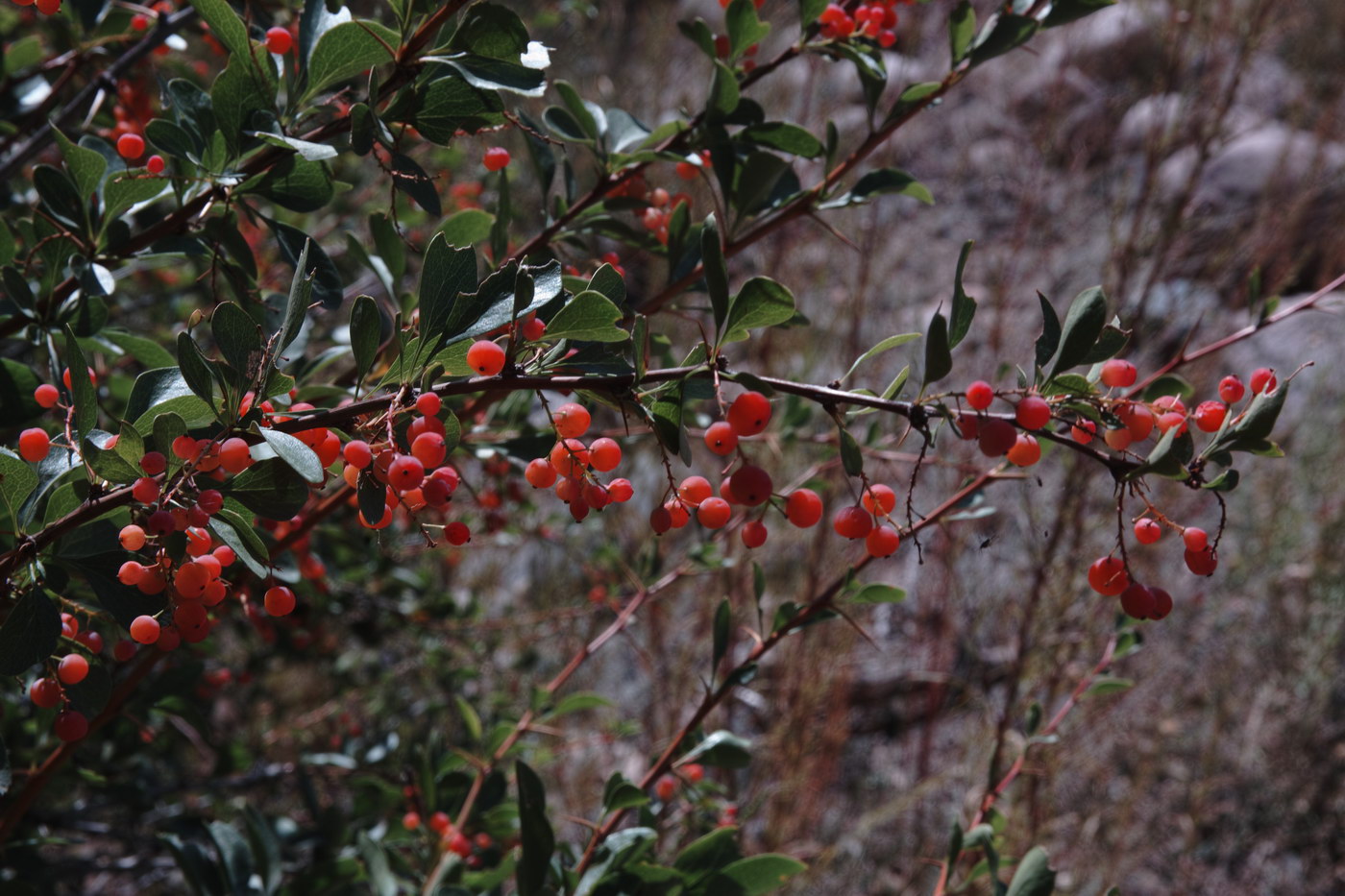 Image of Berberis nummularia specimen.
