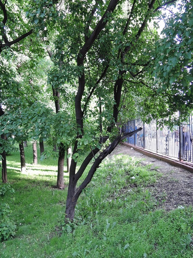 Image of Acer tataricum specimen.