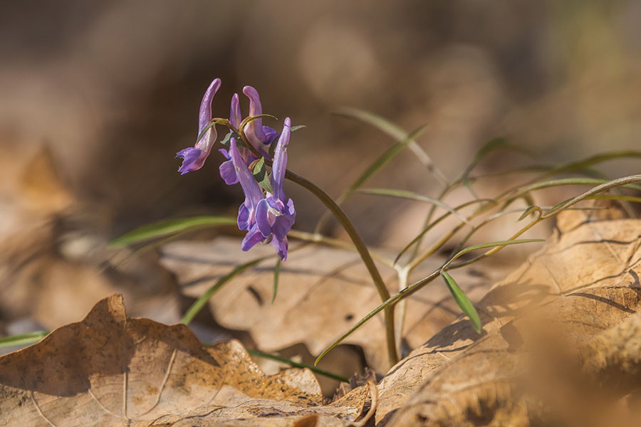 Image of Corydalis ambigua specimen.