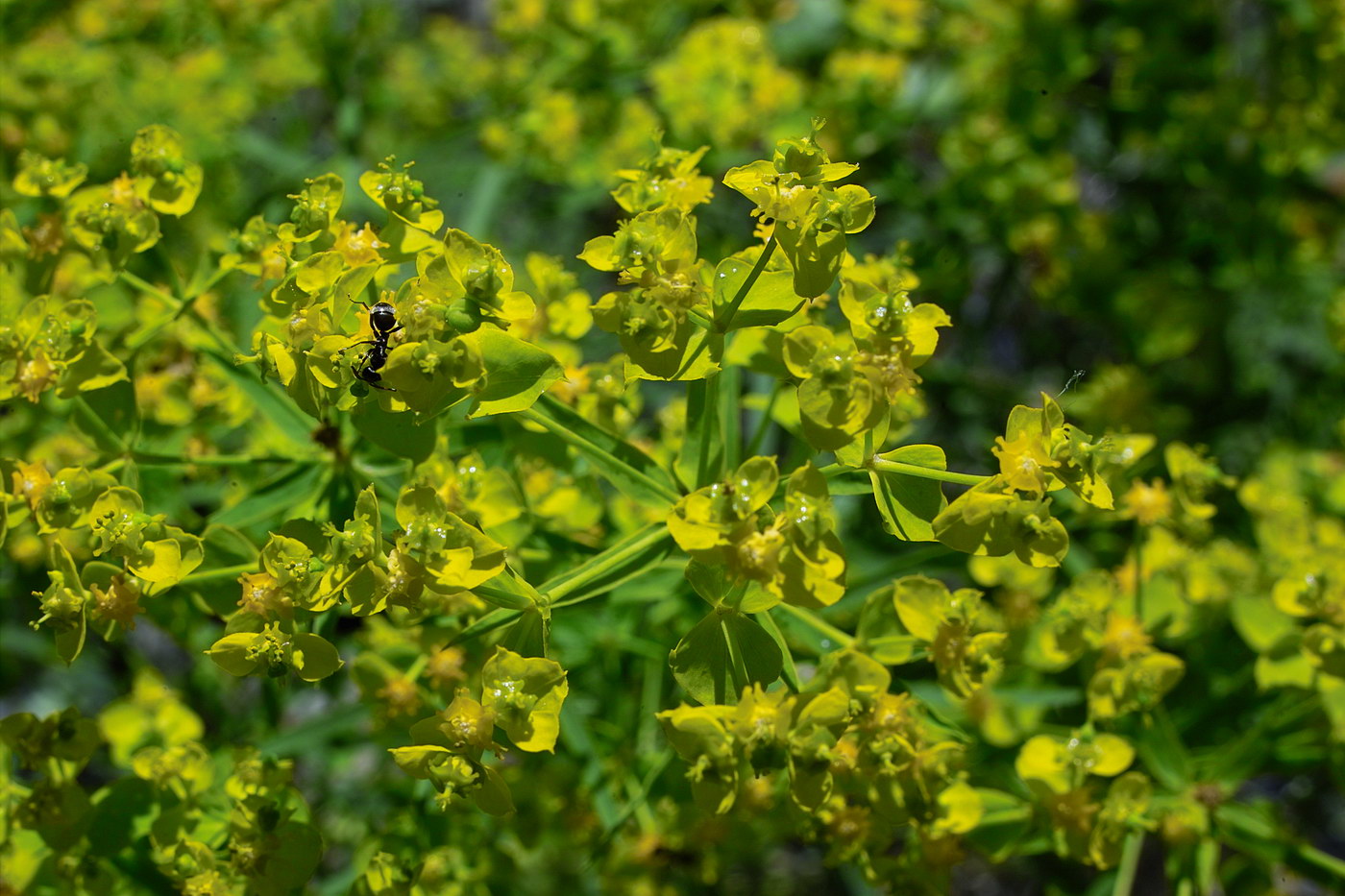 Изображение особи Euphorbia uralensis.