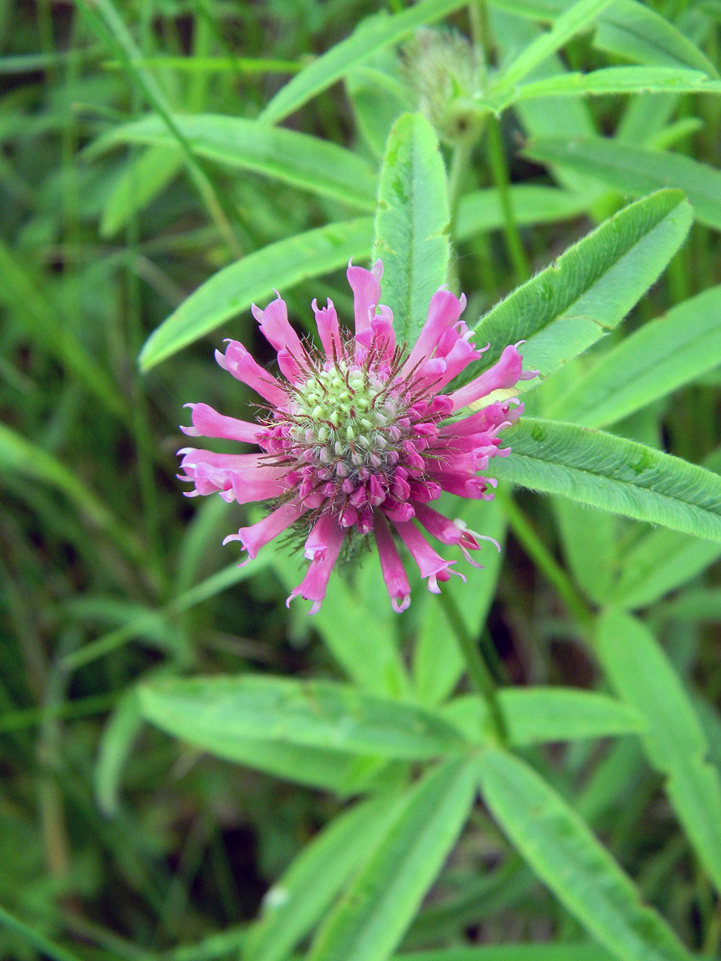 Изображение особи Trifolium alpestre.