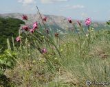 Dianthus andrzejowskianus