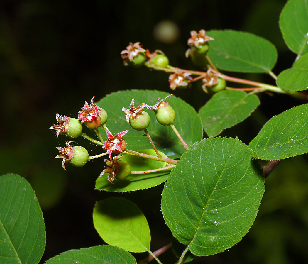 Image of Amelanchier spicata specimen.