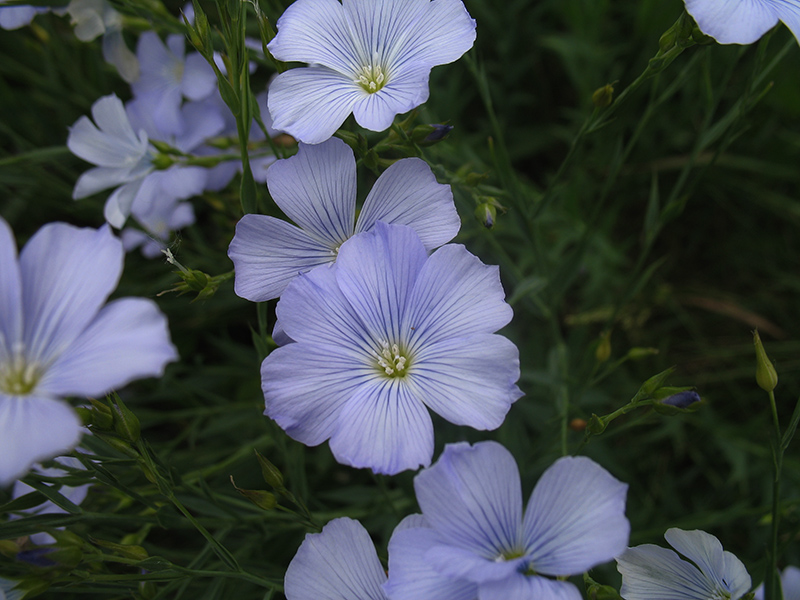 Изображение особи Linum nervosum.