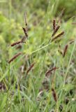 Carex flacca