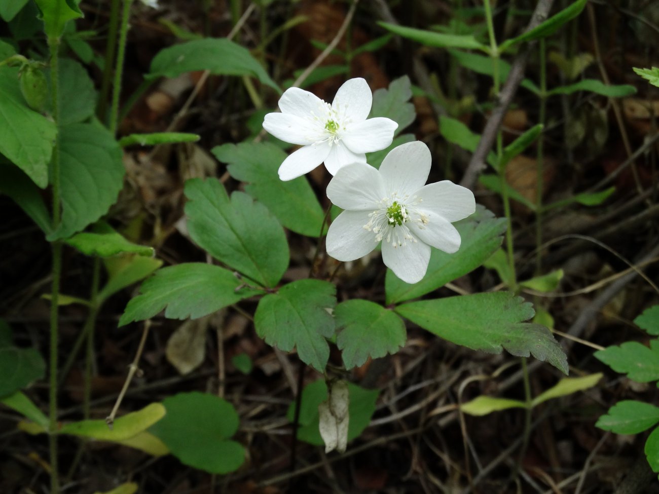 Image of Anemone extremiorientalis specimen.