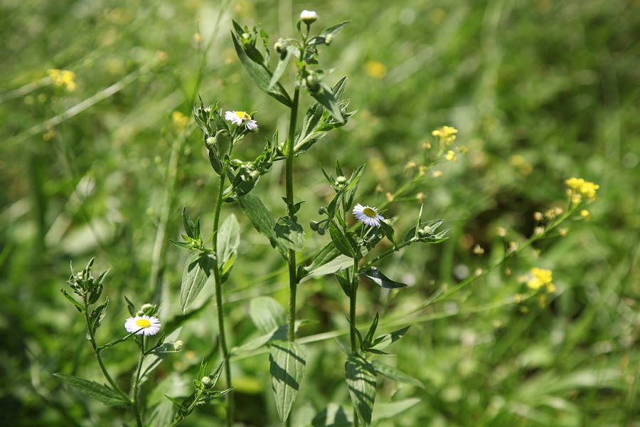 Изображение особи Erigeron annuus.