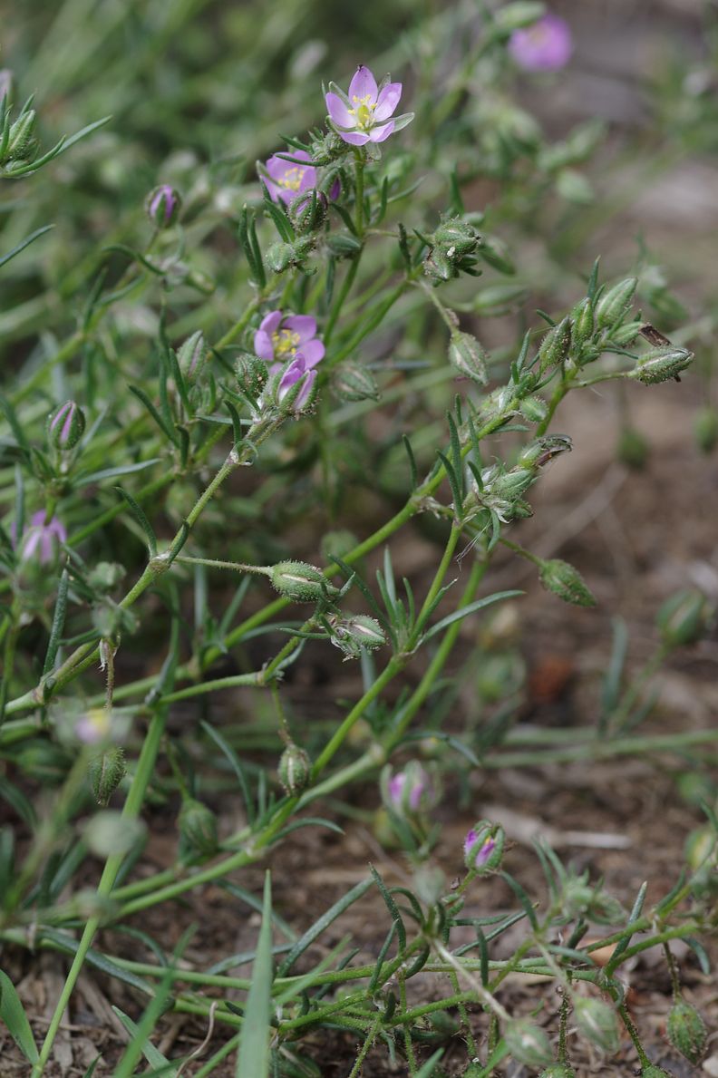 Image of Spergularia rubra specimen.