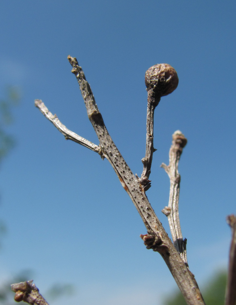 Image of Jasminum fruticans specimen.